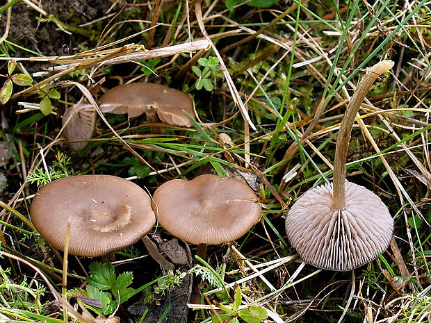 hodvábnica Entoloma sp.