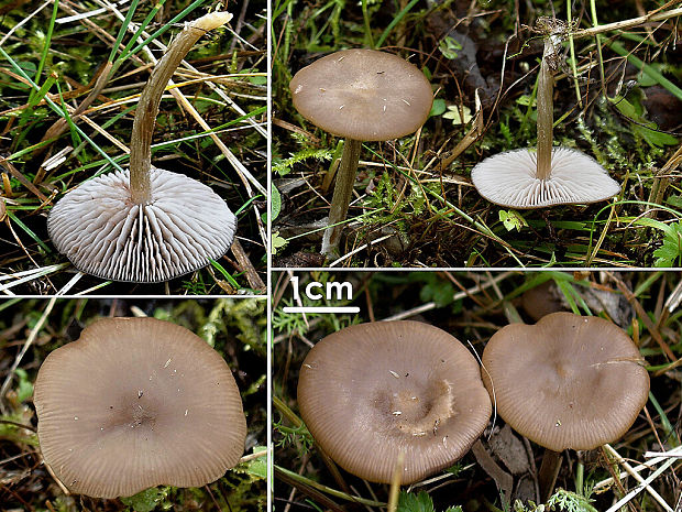 hodvábnica Entoloma sp.