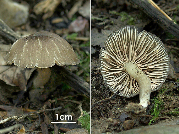 hodvábnica Entoloma sp.