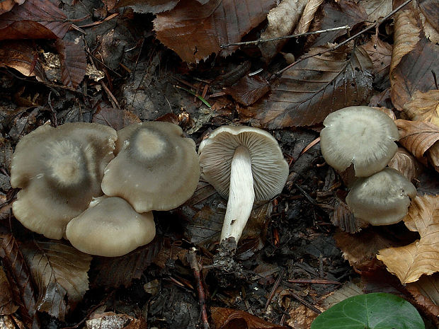 hodvábnica Entoloma sp.