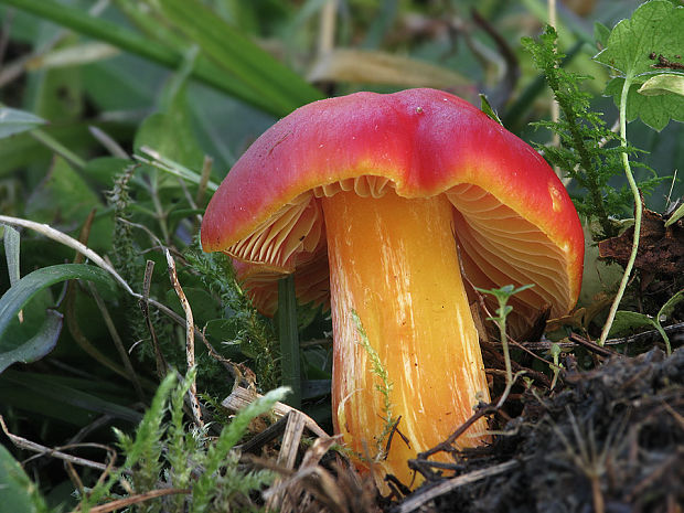 lúčnica granátovočervená Hygrocybe punicea (Fr.) P. Kumm.