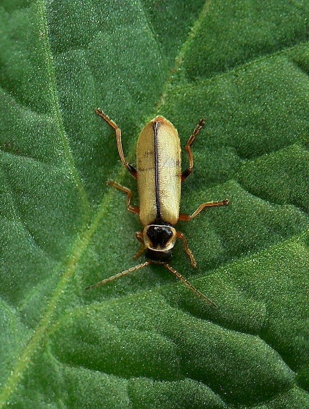 snehuľčík Metacantharis clypeata var. fraudolenta Fiori