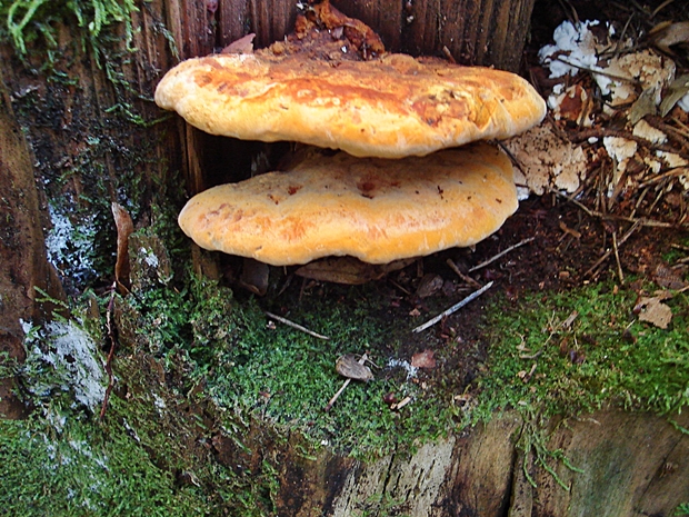 hnedák Schweinitzov Phaeolus schweinitzii (Fr.) Pat.