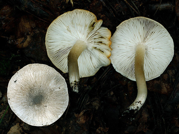 čírovka postriebrená Tricholoma argyraceum (Bull.) Gillet