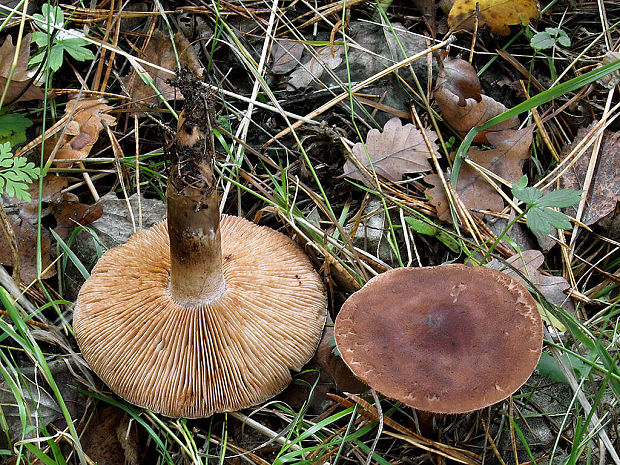 čírovka šupinkatá Tricholoma imbricatum (Fr.) P. Kumm.