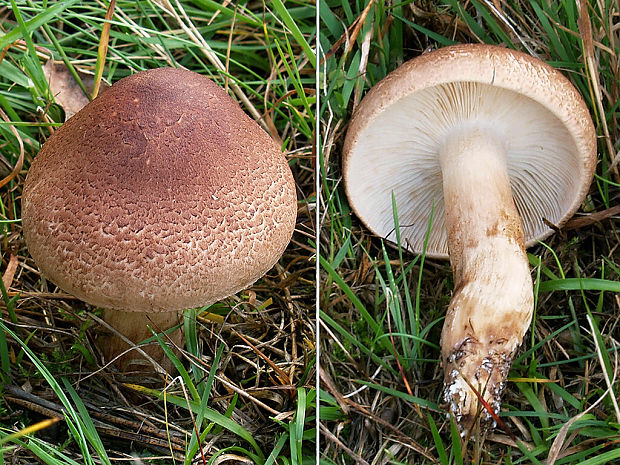 čírovka šupinkatá Tricholoma imbricatum (Fr.) P. Kumm.