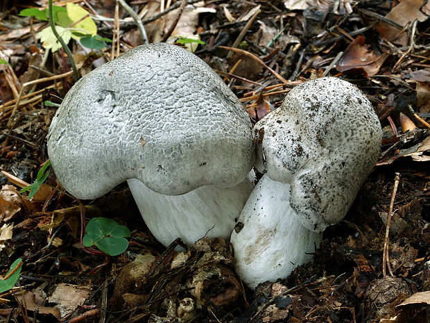 čírovka tigrovaná Tricholoma pardinum (Pers.) Quél.