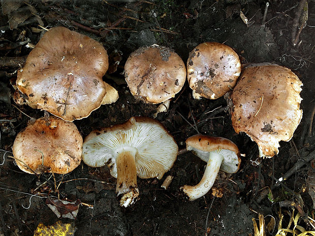 čírovka topoľová Tricholoma populinum J.E. Lange