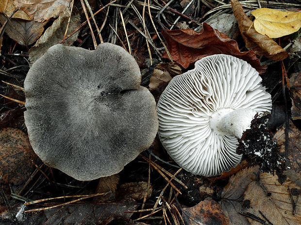 čírovka zemná Tricholoma terreum (Schaeff.) P. Kumm.