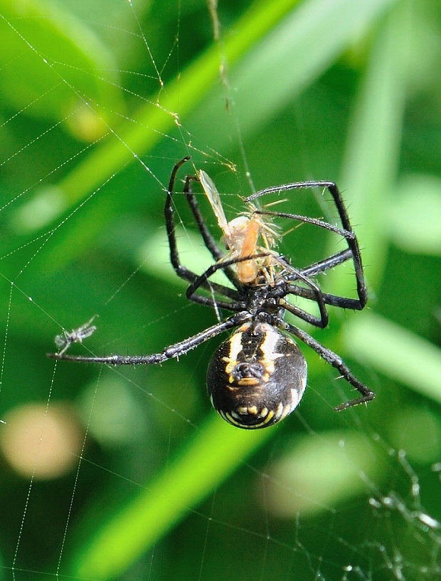 križiak pásavý Argiope bruennichi