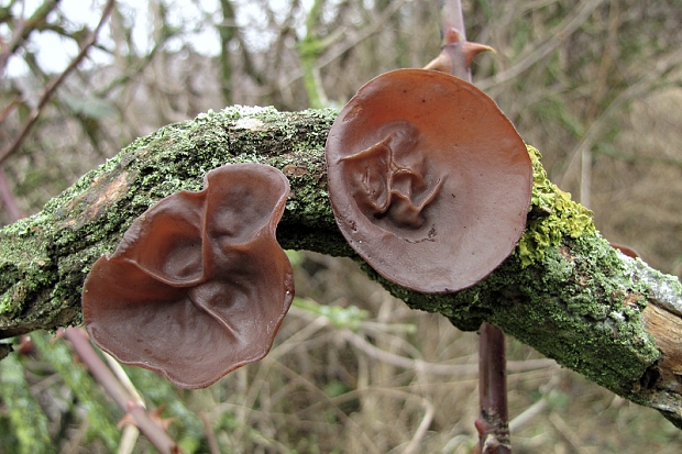 uchovec bazový-Boltcovitka ucho Jidášovo Auricularia auricula-judae (Bull.) Quél.