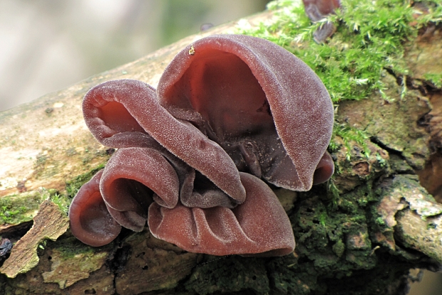 uchovec bazový-boltcovitka ucho Jidášovo Auricularia auricula-judae (Bull.) Quél.