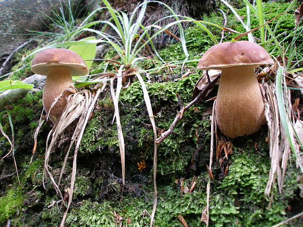 hríb dubový Boletus reticulatus Schaeff.