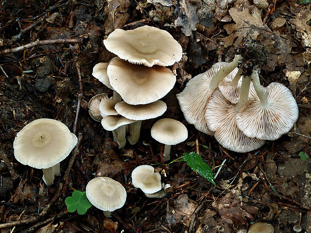 hodvábnica Entoloma sp.