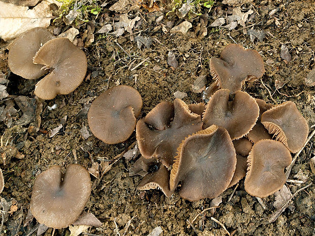 hodvábnica včasná Entoloma vernum S. Lundell