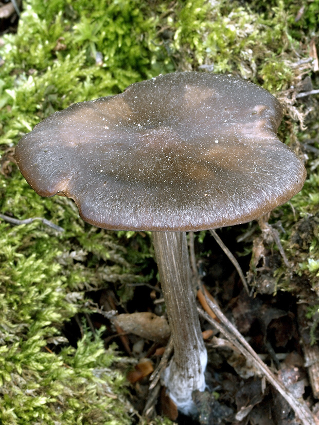 hodvábnica včasná Entoloma vernum S. Lundell