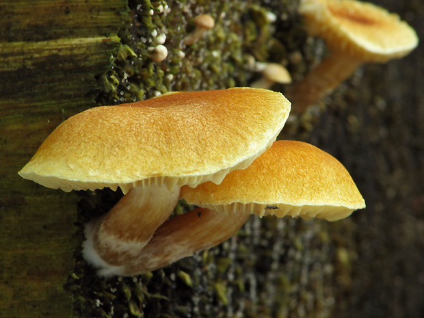 šupinovec prsteňový Gymnopilus hybridus (Gillet) Maire