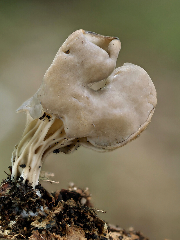 chriapač jamkatý Helvella lacunosa Afzel.