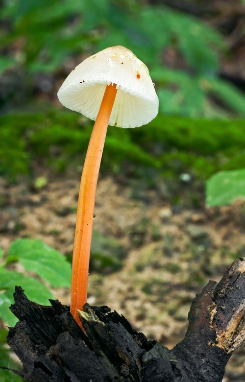 prilbička šafranová Mycena crocata (Schrad.) P. Kumm.