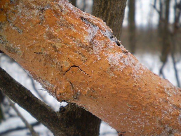 kornatka mäsovočervená Peniophora incarnata (Pers.) P. Karst.