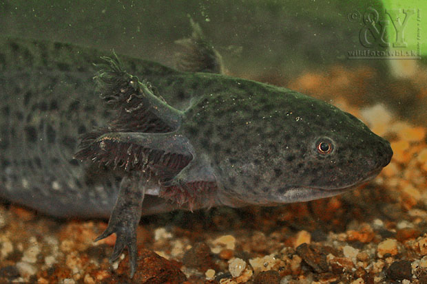 Ambystoma mexicanum