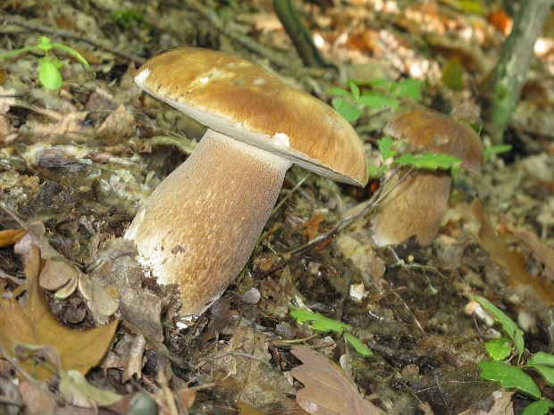 hríb dubový Boletus reticulatus Schaeff.