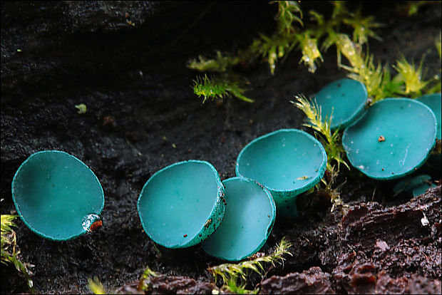 zelenica Chlorociboria sp.