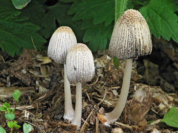 hnojník vločkatý Coprinellus flocculosus (DC.) Vilgalys, Hopple & Jacq. Johnson