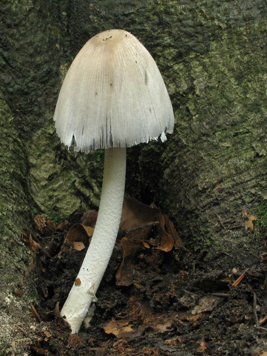 hnojník nápadný Coprinopsis insignis  (Peck) Redhead, Vilgalys & Moncalvo