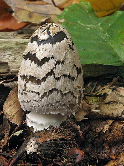 hnojník strakatý Coprinopsis picacea (Bull.) Redhead, Vilgalys & Moncalvo