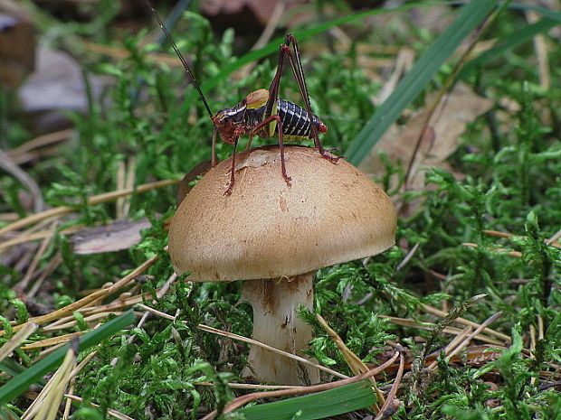 pavučinovec Cortinarius sp.