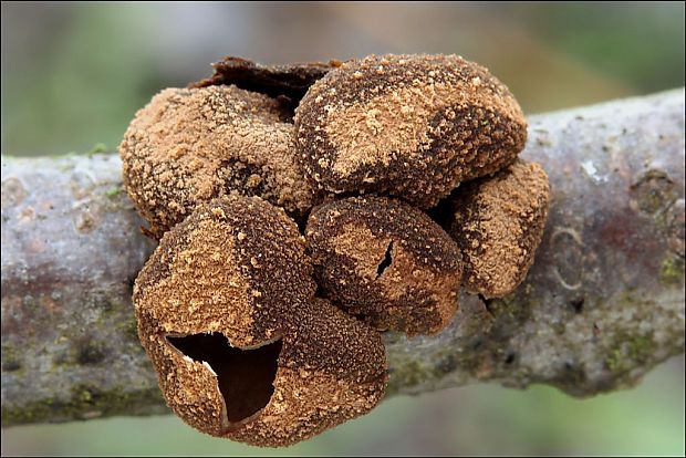 dutinovka otrubnatá Encoelia furfuracea (Roth) P. Karst.