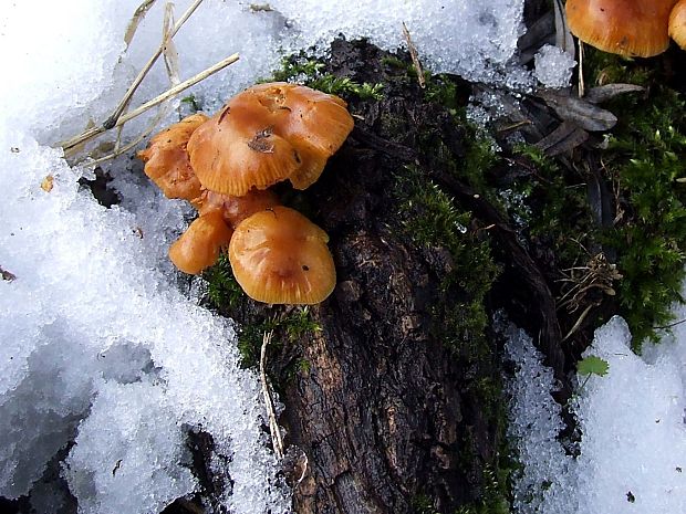 plamienka zimná Flammulina velutipes (Curtis) Singer