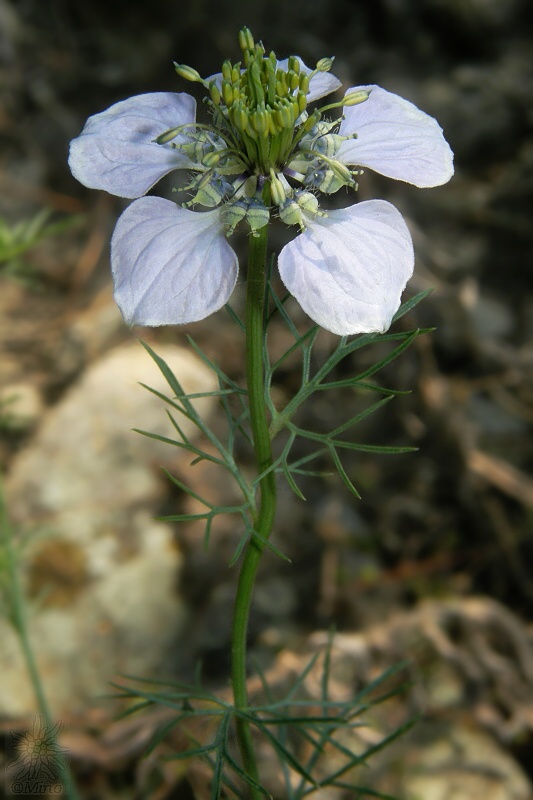 černuška roľná Nigella arvensis L.