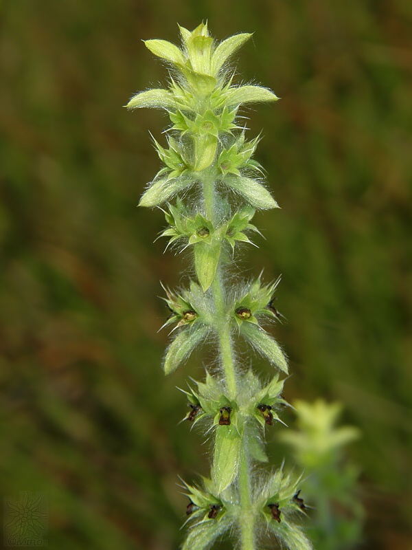 ránhoj horský Sideritis montana L.