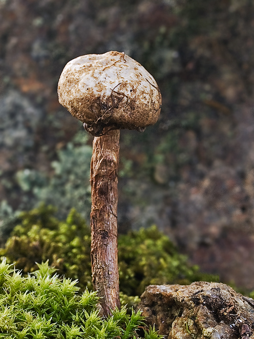 stopkovec vláknitý Tulostoma fimbriatum Fr.