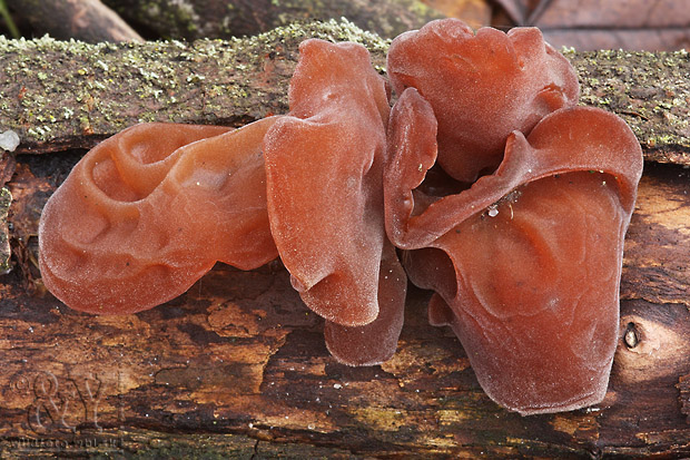 uchovec bazový Auricularia auricula-judae (Bull.) Quél.