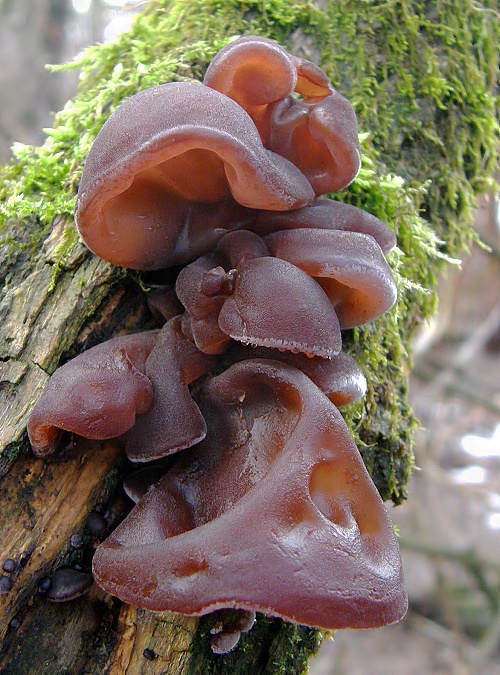 uchovec bazový Auricularia auricula-judae (Bull.) Quél.