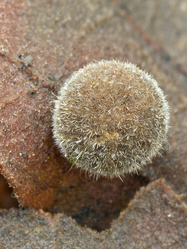 hálka Chilaspis nitida (Giraud, 1859)