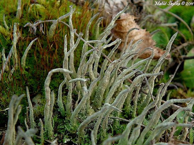 dutohlávka končistá Cladonia coniocraea auct. non (Flörke) Spreng.