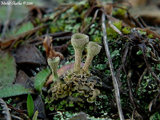 dutohlávka riasnatá Cladonia fimbriata (L.) Fr.