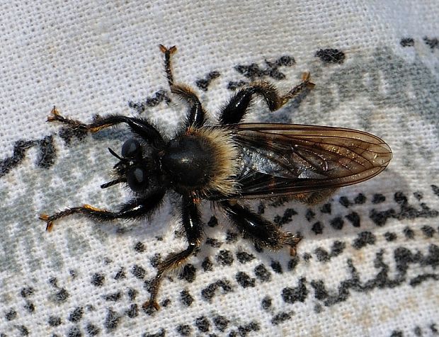 muchárka Laphria ephippium