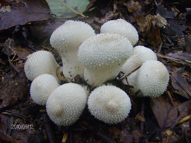 prášnica bradavičnatá Lycoperdon perlatum Pers.