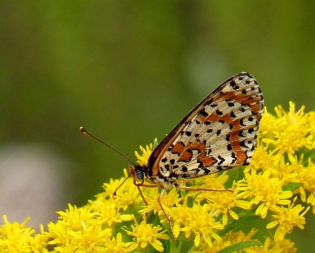 hnedáčik pyštekový Melitaea didyma