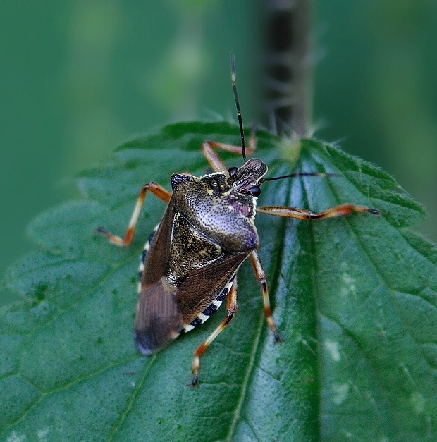 bzdocha Pinthaeus sanguinipes