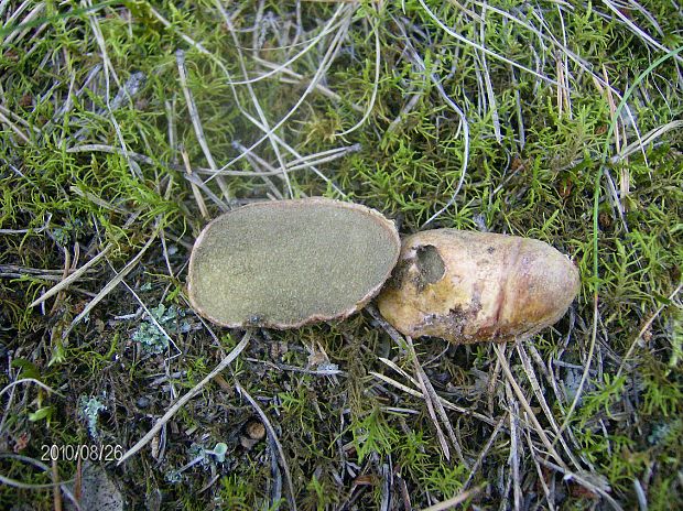 koreňovec červený Rhizopogon roseolus (Corda) Th. Fr.