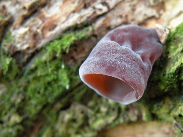 uchovec bazový Auricularia auricula-judae (Bull.) Quél.