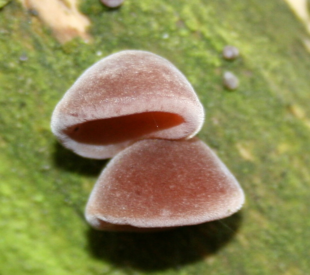 uchovec bazový Auricularia auricula-judae (Bull.) Quél.