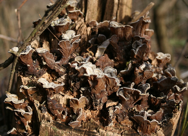 uchovka pásikavá Auricularia mesenterica (Dicks.) Pers.