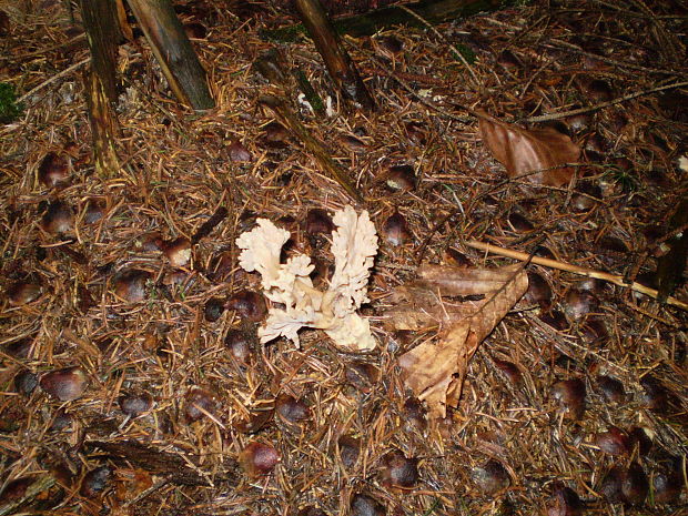 konárovka popolavá Clavulina cinerea (Bull.) J. Schröt.